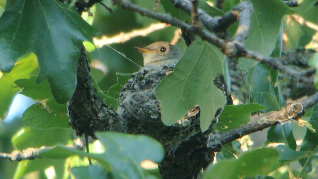 Eastern Wood-Pewee on nest by Wildreturn is licensed under CC BY 2.0.
